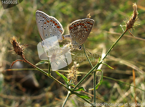 Image of  two butterflies  