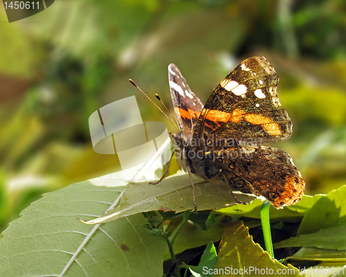 Image of butterfly (Red Admiral)