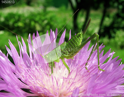 Image of grasshopper on cornflower