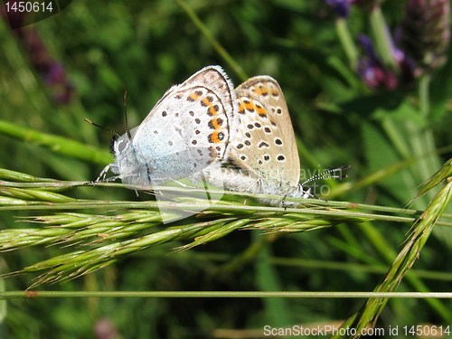 Image of  two butterflies 