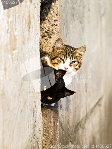 Image of Two outdoor cat