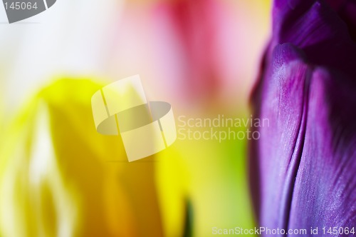 Image of Macro background