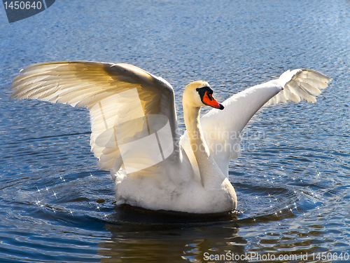 Image of swan