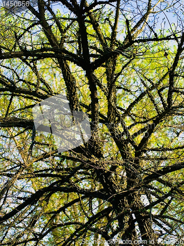 Image of branches