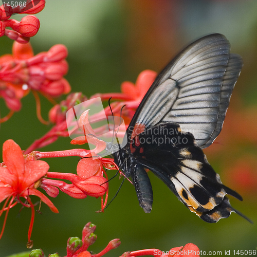 Image of tropical butterfly macro
