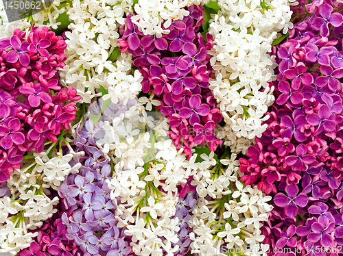 Image of lilac background