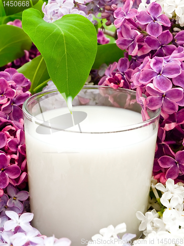 Image of milk and lilac