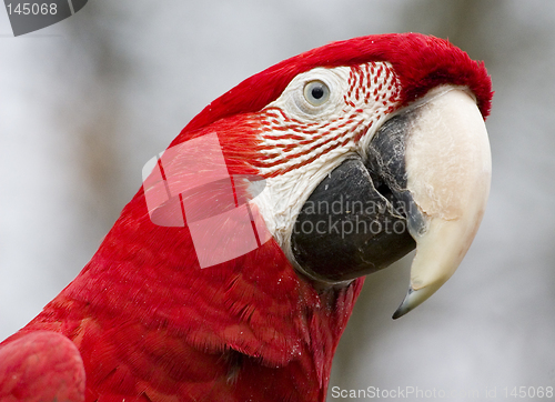 Image of Ara parrot
