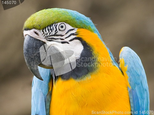 Image of Ara parrot