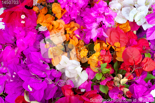 Image of Bougainvillea 