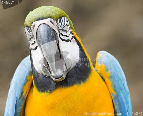 Image of Ara parrot