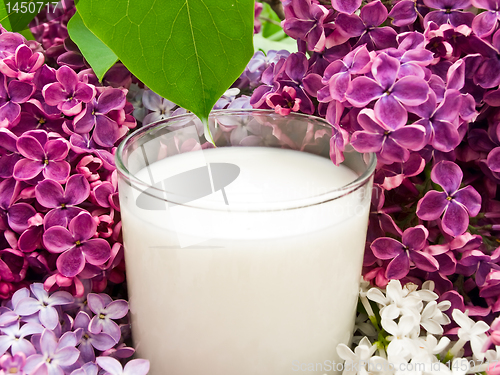Image of  lilac flower and milk