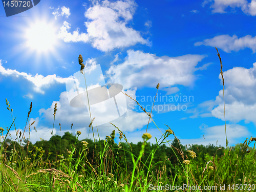 Image of grass and sky