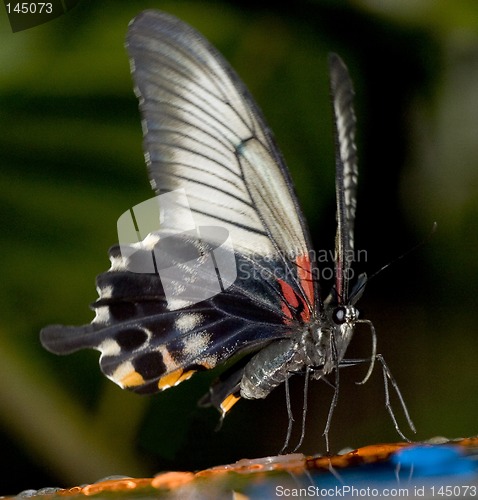 Image of tropical butterfly on feeder