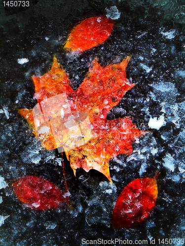 Image of autumn leaves in ice