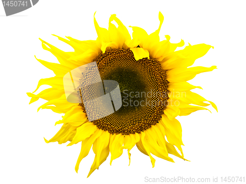 Image of sunflower