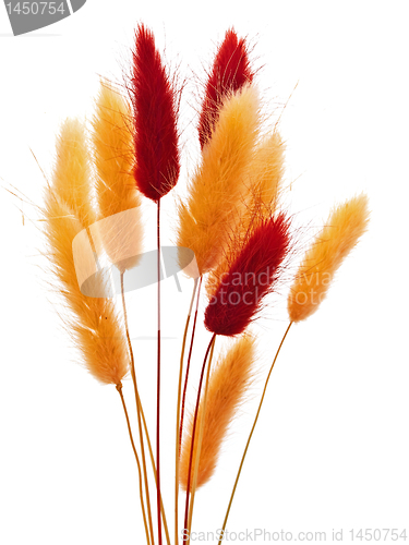 Image of dry flowers
