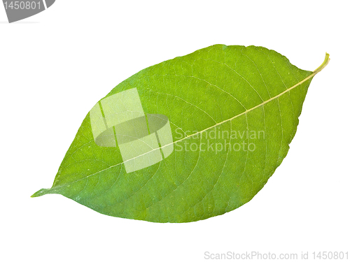 Image of green leaf 