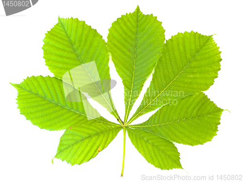 Image of chestnut leaf 