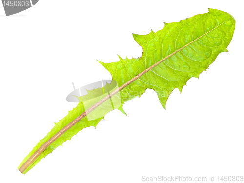 Image of dandelion leaf 