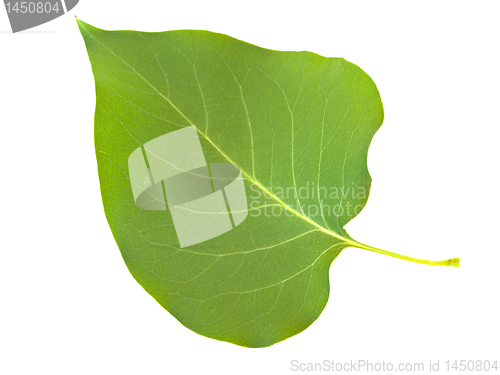 Image of lilac leaf