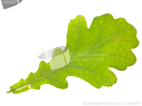 Image of oak leaf 