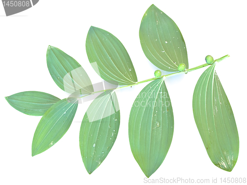 Image of mezereon leaf 