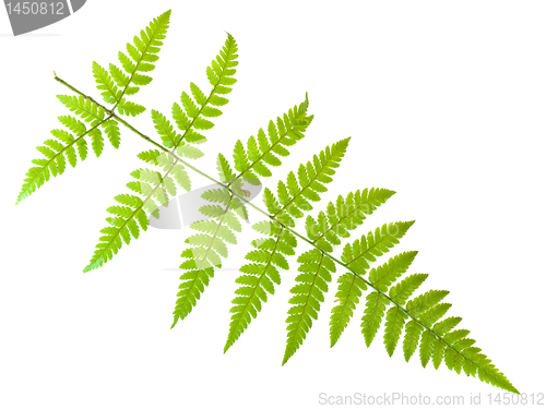 Image of fern leaf 