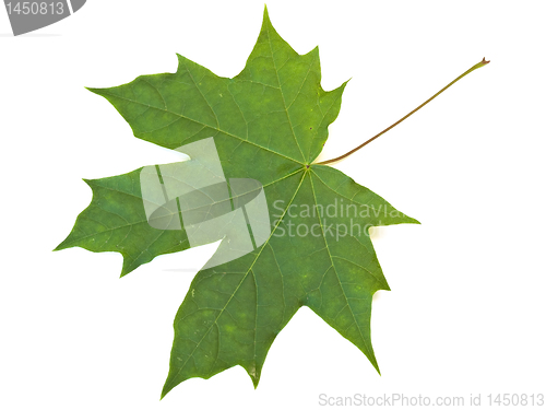 Image of maple leaf 