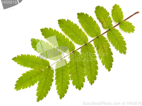 Image of ash leaf 