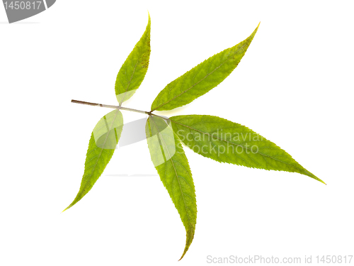 Image of green leaf