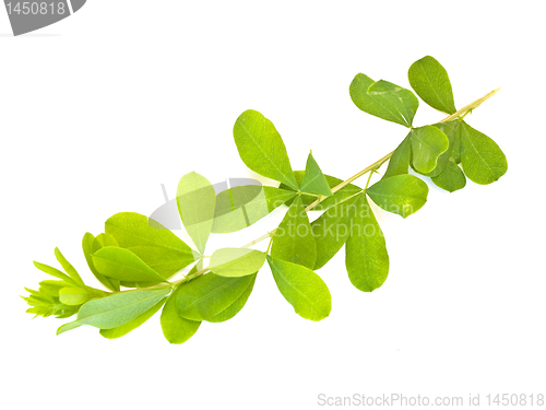 Image of green leaf