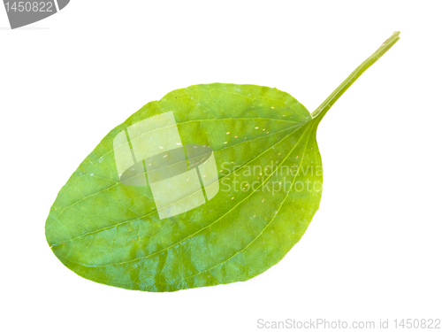 Image of ribwort leaf 