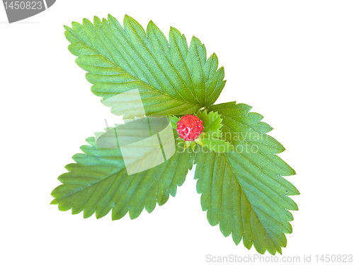 Image of strawberry leaves
