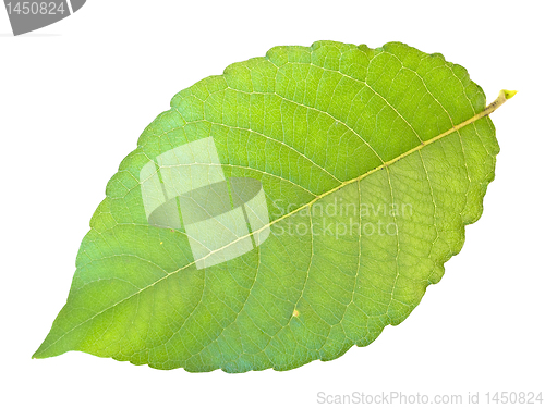 Image of green leaf