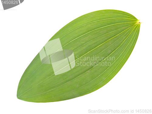 Image of green leaf