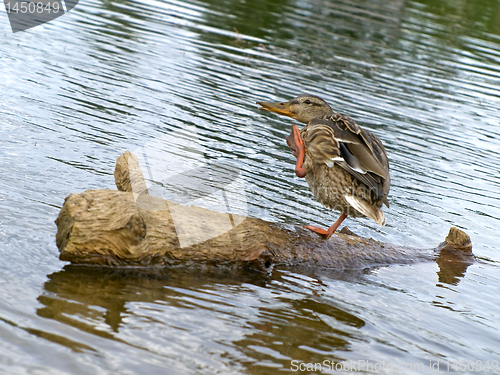 Image of scratching duck