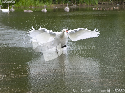 Image of swan