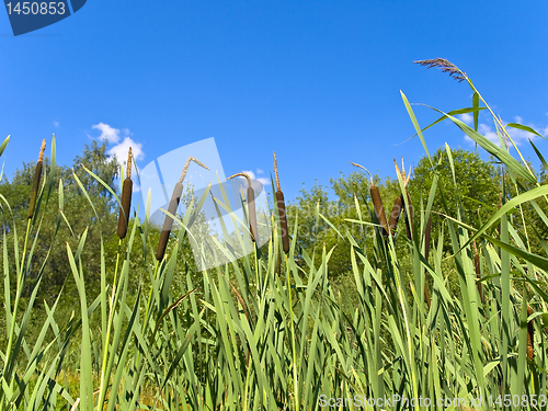 Image of bulrush