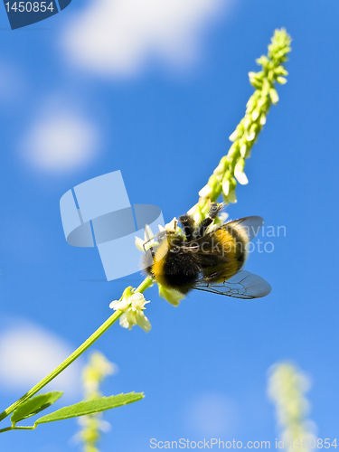 Image of bee
