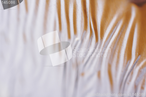 Image of Macro background