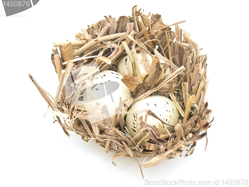 Image of bird nest