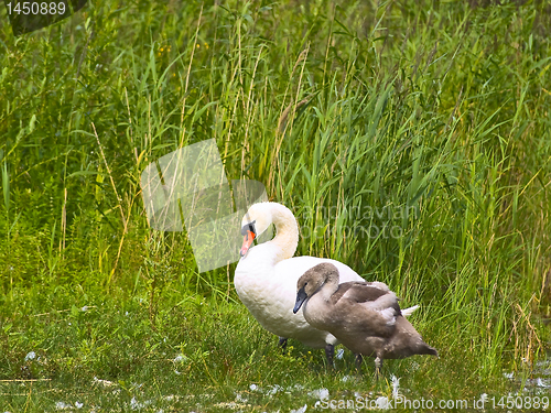 Image of cygnet