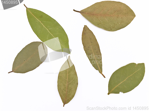 Image of bay leaves