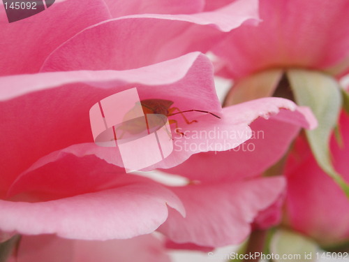 Image of Rose with insect