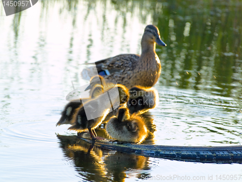 Image of duck family 