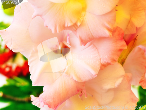 Image of pink gladiolus