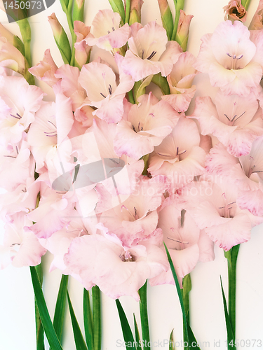 Image of pink gladiolus