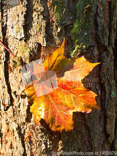 Image of maple red leaf at the bark