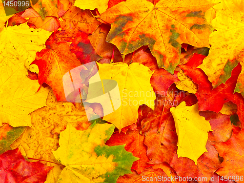 Image of autumn leaves background